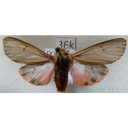 Phragmatobia fuliginosa (Linnaeus, 1758) Sadzanka rumienica Czech36k